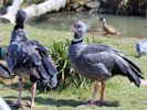 Crested Screamer (WWT Slimbridge April 2013) - pic by Nigel Key